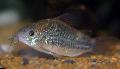 Aquarium Fish Corydoras undulatus, Spotted Photo, care and description, characteristics and growing