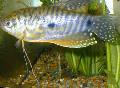Aquarium Fish Cosby gourami, Trichogaster trichopterus cosbi, Spotted Photo, care and description, characteristics and growing