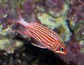 Crown squirrelfish, Sargocentron diadema, Striped Photo, care and description, characteristics and growing