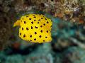 Cubicus Boxfish Photo, les caractéristiques et un soins