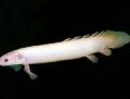 Aquarium Fish Cuvier Bichir, Polypterus senegalus, White Photo, care and description, characteristics and growing