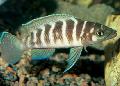 Aquariumvissen Cylindricus Cichlid, Neolamprologus cylindricus, Gestreept foto, zorg en beschrijving, karakteristieken en groeiend