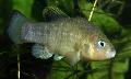 Photo Freshwater Fish Cyprinodon