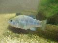 Aquarium Fish Cyprinodon, Light Blue Photo, care and description, characteristics and growing
