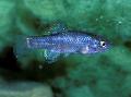Aquarium Fish Cyprinodon, Blue Photo, care and description, characteristics and growing