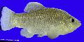 Aquarium Fish Cyprinodon, Silver Photo, care and description, characteristics and growing