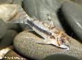 Aquarium Fish Dainty Cory, Venezuelan Pygmy Cory, Corydoras habrosus, Striped Photo, care and description, characteristics and growing