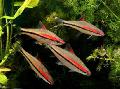 Aquarium Fish Denison Barb, Barbus denisonii. Puntius denisonii, Striped Photo, care and description, characteristics and growing