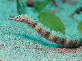 Dragonface Pipefish mynd, einkenni og umönnun