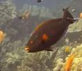 Tumma Parrotfish kuva, ominaisuudet ja hoito