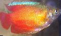 Aquarium Fish Dwarf Gourami, Colisa lalia, Red Photo, care and description, characteristics and growing