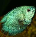 Aquarium Fish Dwarf Gourami, Colisa lalia, Green Photo, care and description, characteristics and growing