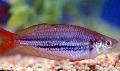 Trpaslík Rainbowfish fotografie, charakteristiky a péče