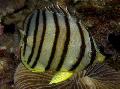 Eight banded butterfly fish, Chaetodon octofasciatus, Striped Photo, care and description, characteristics and growing