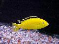 Electric Yellow Cichlid Photo, characteristics and care