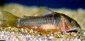 Aquarium Fish Elongate Bronze Cory, Corydoras melanotaenia, Gold Photo, care and description, characteristics and growing