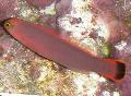 Pesti de Acvariu Alungit Dottyback, Pseudochromis elongatus, Roz fotografie, îngrijire și descriere, caracteristici și în creștere