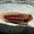 Aquarium Fish Ember Blenny, Cirripectes stigmaticus, Spotted Photo, care and description, characteristics and growing