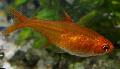 Aquarium Fish Ember Tetra, Hyphessobrycon amandae, Red Photo, care and description, characteristics and growing