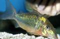 Emerald Catfish, Corydoradinae, Brochis, Green Photo, care and description, characteristics and growing
