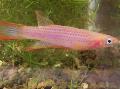 Akvarij Ribe Epiplatys, roze Foto, briga i opis, karakteristike i uzgoj