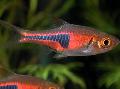Aquarium Fish Espe's Rasbora, Rasbora espei, Red Photo, care and description, characteristics and growing