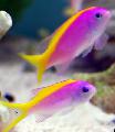Aquarium Fish Evansi Anthias, Mirolabrichthys evansi, Motley Photo, care and description, characteristics and growing