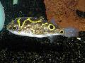 Eyespot pufferfish care and characteristics