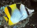 Falcula Butterflyfish fénykép, jellemzők és gondoskodás