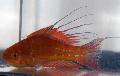 Akvarijné Ryby Filamented Blikač-Pyskoun, Paracheilinus filamentosus, červená fotografie, starostlivosť a popis, vlastnosti a pestovanie