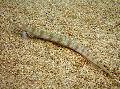 Filamented Sand Eel Diver (Spotted Sand Diver) care and characteristics