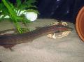 Yangın Yılanbalığı fotoğraf, özellikleri ve bakım