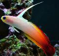 Акваријумске Рибице Фирефисх, Nemateleotris magnifica, шаролик фотографија, брига и опис, карактеристике и растуће