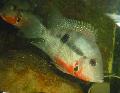 Foto Ferskvandsfisk Firemouth Cichlid