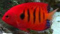 Flame Angelfish, Centropyge loricula, Striped Photo, care and description, characteristics and growing