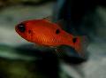 Aquarium Fish Flame Cardinal, Apogon maculatus, Red Photo, care and description, characteristics and growing