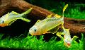 Forktail Rainbowfish foto, caratteristiche e la cura