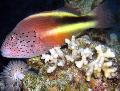 Freckled hawkfish, Paracirrhites forsteri, Motley Photo, care and description, characteristics and growing