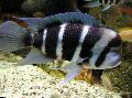 Frontosa Cichlid Photo, characteristics and care