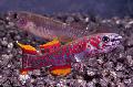 Aquarium Fish Fundulopanchax, Red Photo, care and description, characteristics and growing