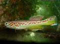 Aquarium Fish Fundulopanchax, Spotted Photo, care and description, characteristics and growing