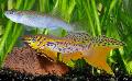 Aquarium Fish Fundulopanchax, Motley Photo, care and description, characteristics and growing