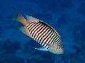 Aquarium Fish Genicanthus, Striped Photo, care and description, characteristics and growing