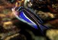 Aquarium Fish Genicanthus, Motley Photo, care and description, characteristics and growing