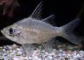 Hiiglane Glassfish Foto, omadused ja hoolitsemine