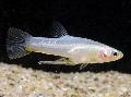 Aquarium Fish Girardinus, Silver Photo, care and description, characteristics and growing