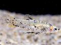 Aquarium Fish Girardinus, Spotted Photo, care and description, characteristics and growing