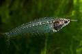 Аквариумные Рыбки Сомик стеклянный индийский, Kryptopterus bicirrhis, прозрачный Фото, уход и описание, характеристика и выращивание