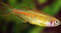 Aquarium Fish Glowlight danio, Danio choprae, Gold Photo, care and description, characteristics and growing