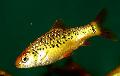 Gold Barb Photo, characteristics and care